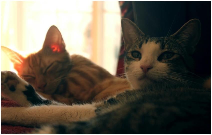 Two domestic cats relaxing by a sunny window, show