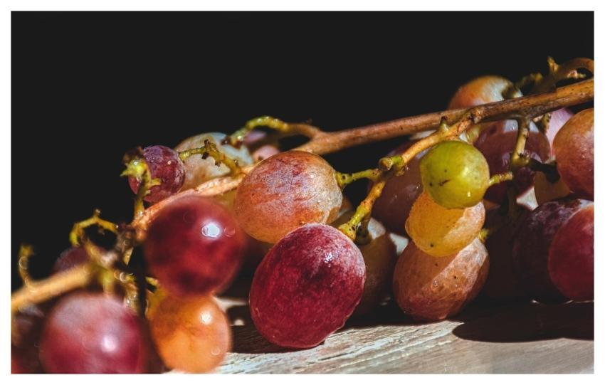 Grapes Vineyard Ripe Fruit