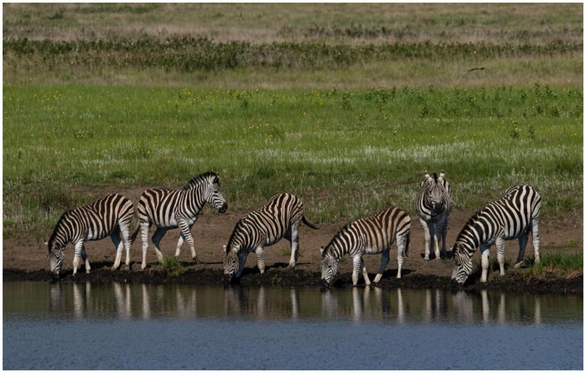A group of zebras drinking at a waterhole in the l