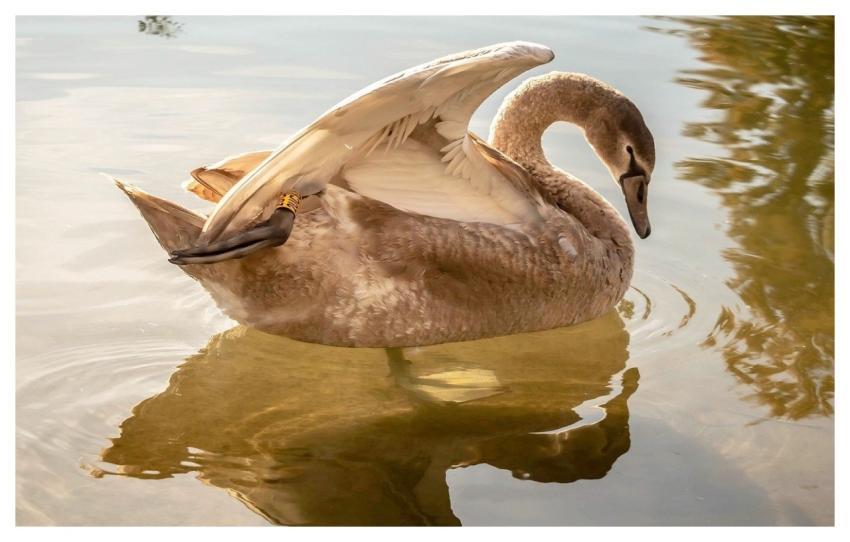 Swan Bird Waterfowl Pens