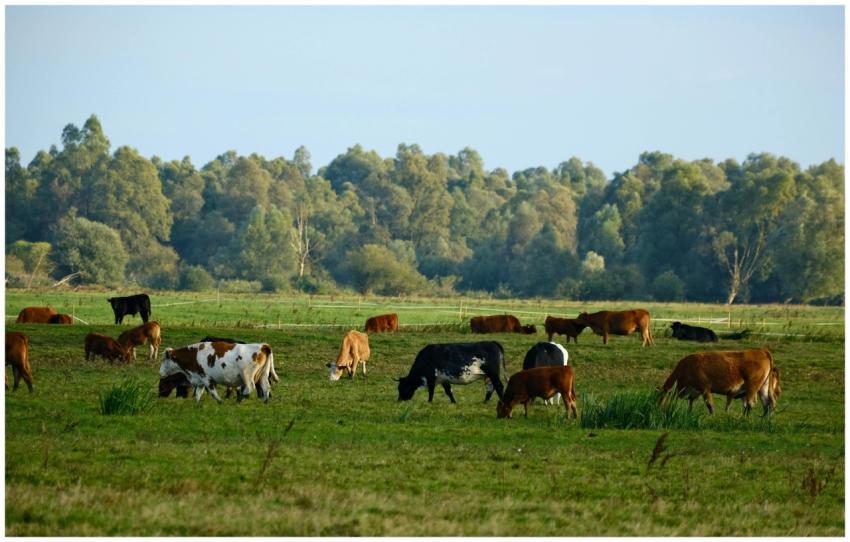 Herd Cows Grazing Verdant