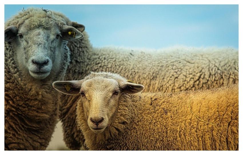 Sheep Animals Livestock Nature