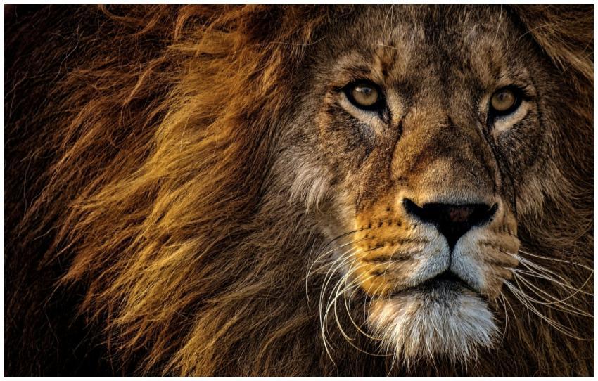 Close-up portrait of a fierce lion in natural ligh