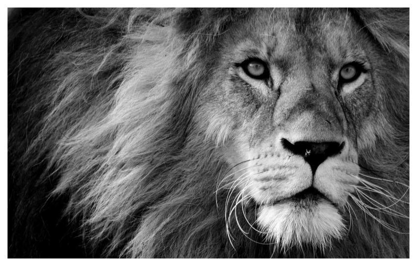 Lion Animal Mane Big Cat