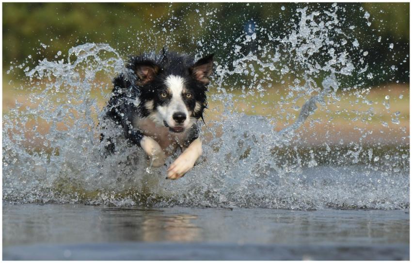 Energetic border collie splashes through water in