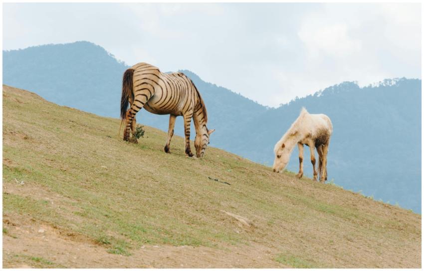 Zebra and white horse grazing peacefully on a gras