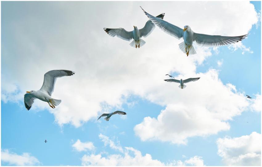 A stunning capture of seagulls soaring high in a b