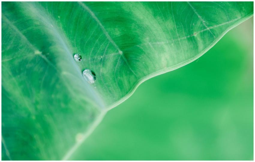Close-up macro shot of dew drops on a vivid green