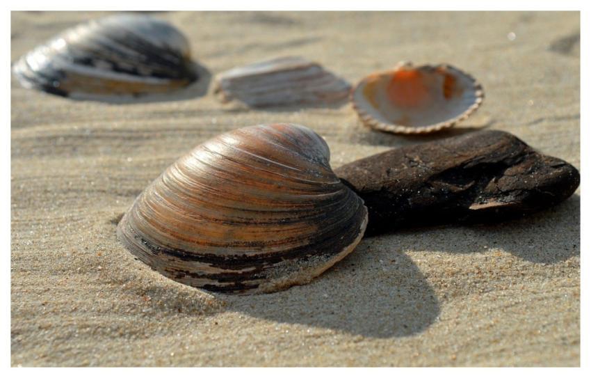 Shellfish Mollusc Sand Gaper Casing