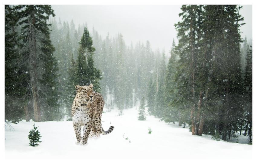 Leopard Nature Pet Snow Leopard