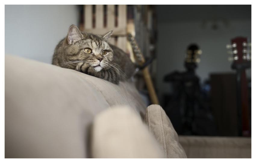 Tabby Cat Pet Feline