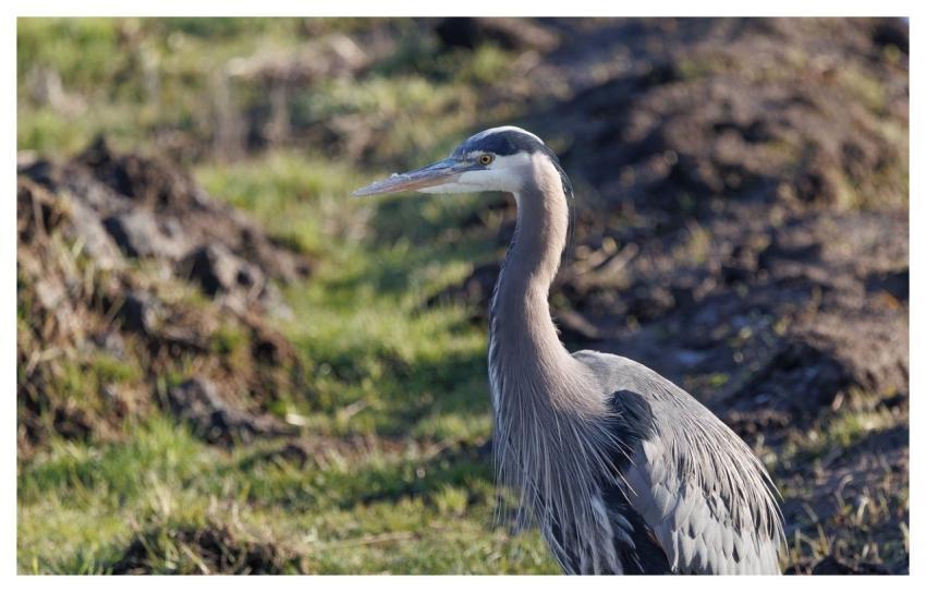 Heron Bird Nature Animal