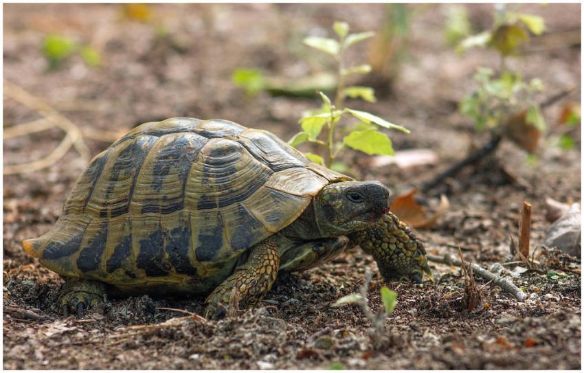 A detailed close-up of a tortoise crawling through