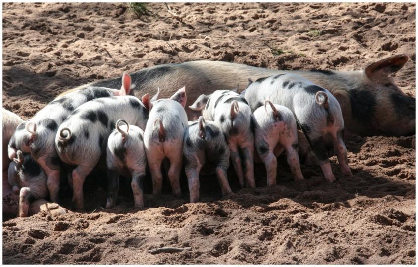 A group of piglets feeding from a sow on a sandy f