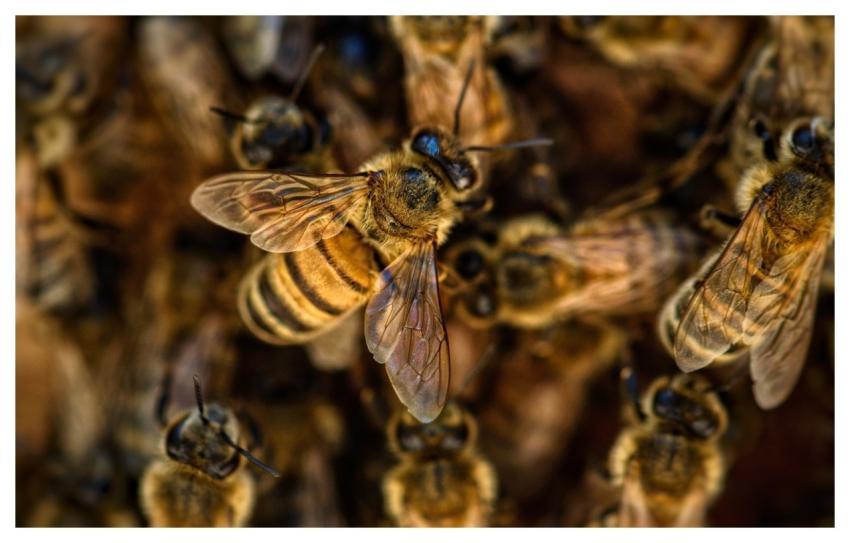 Bees Wings Insects Honey