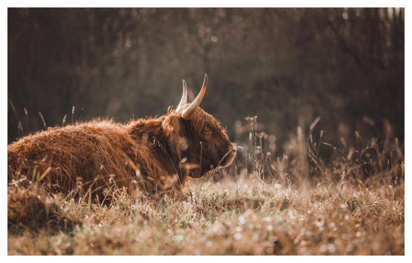 Animal Yak Mammal Species