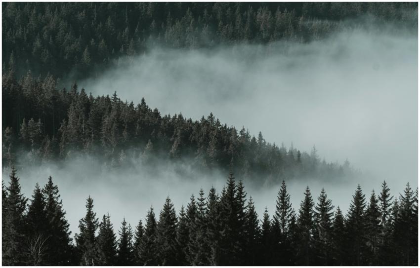 Serene misty forest landscape showcasing tranquil