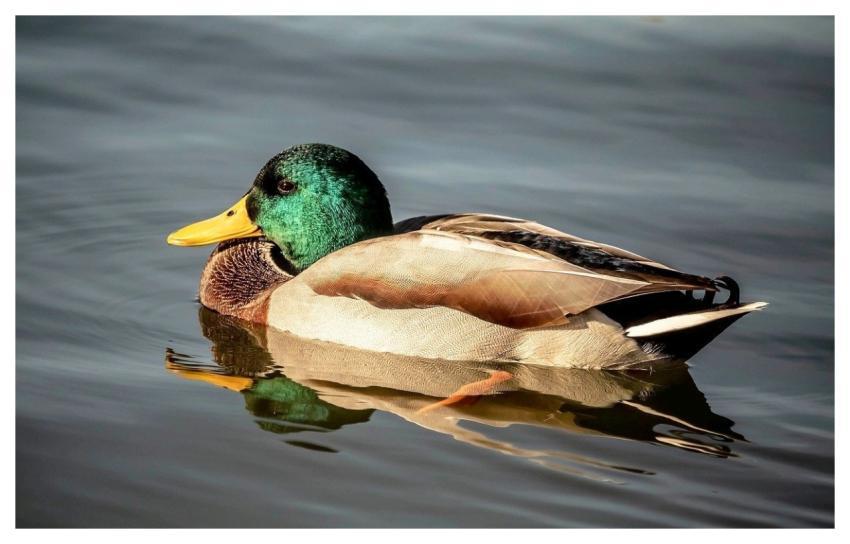 Duck Bird Pens Wallpaper Hd