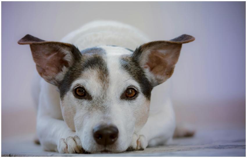 Charming Jack Russell Terrier resting, showcasing