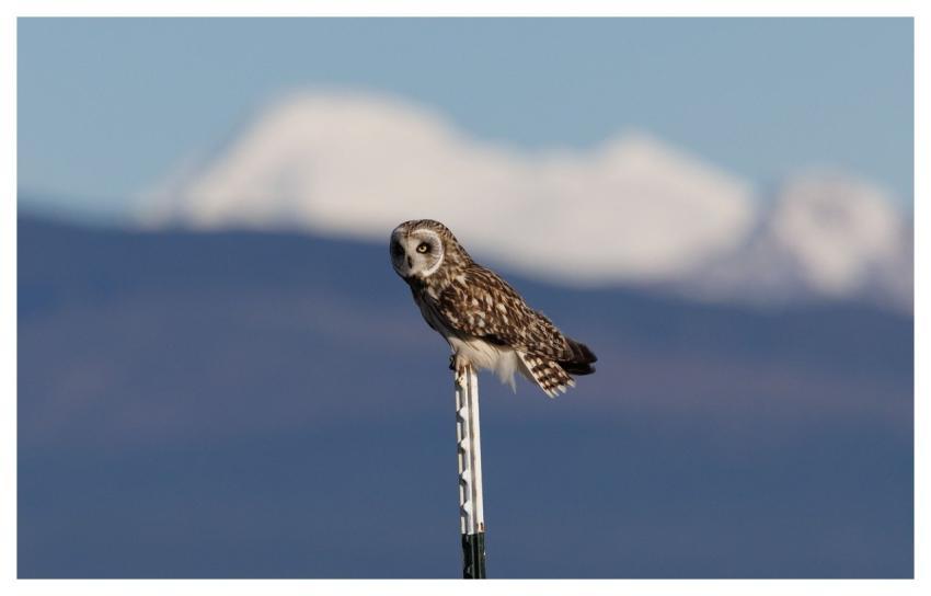 Short-Eared Owl Owl Bird Nature