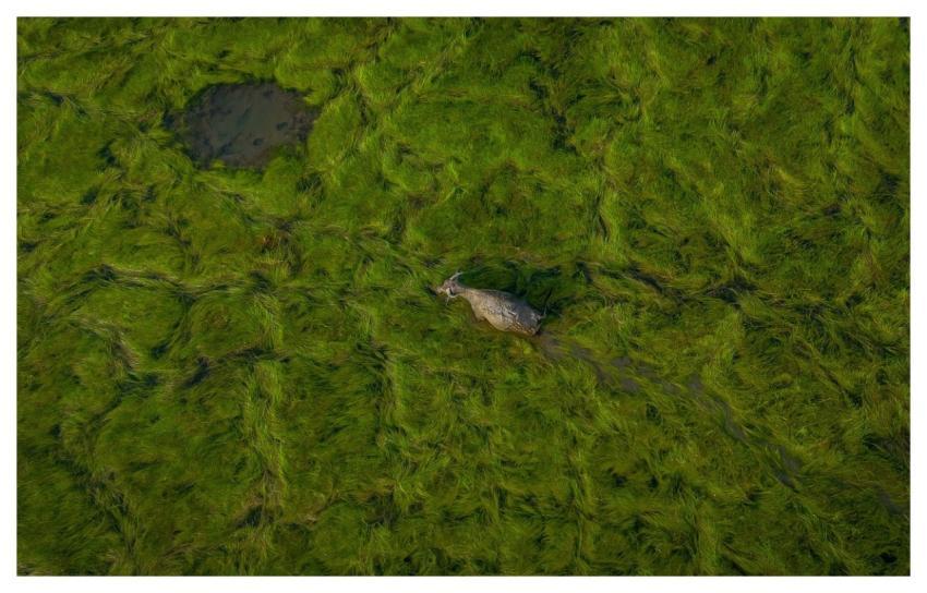 Buffalo Rice Field Green Animal