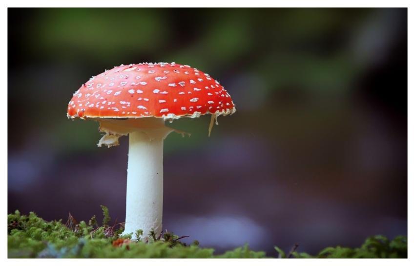 Toadstool Mushroom Nature Red