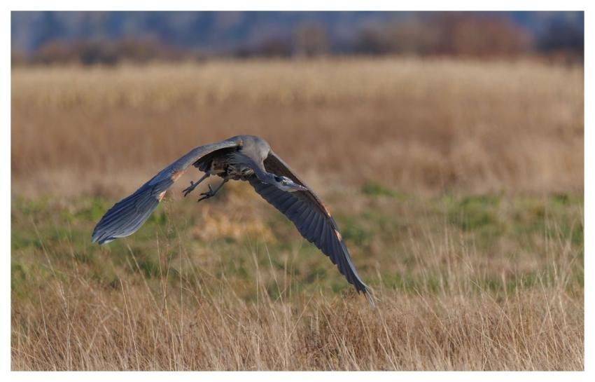 Heron Bird Nature Animal