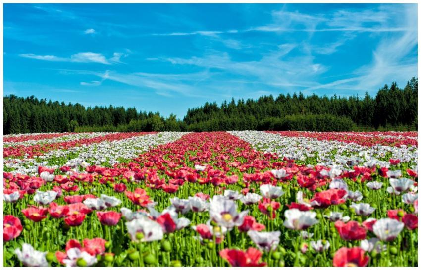 Colorful poppy field in full bloom under a vivid b