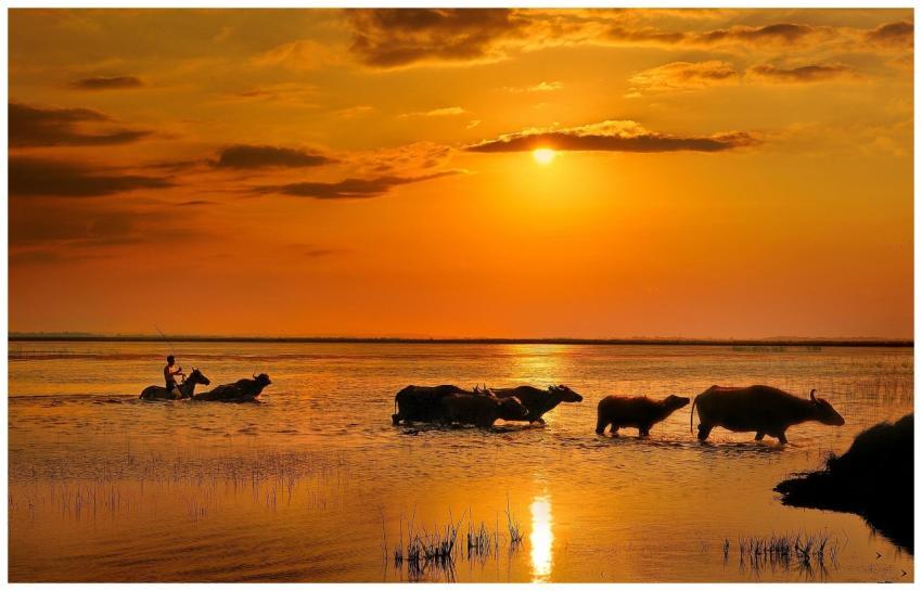 A tranquil scene of water buffalo crossing at suns
