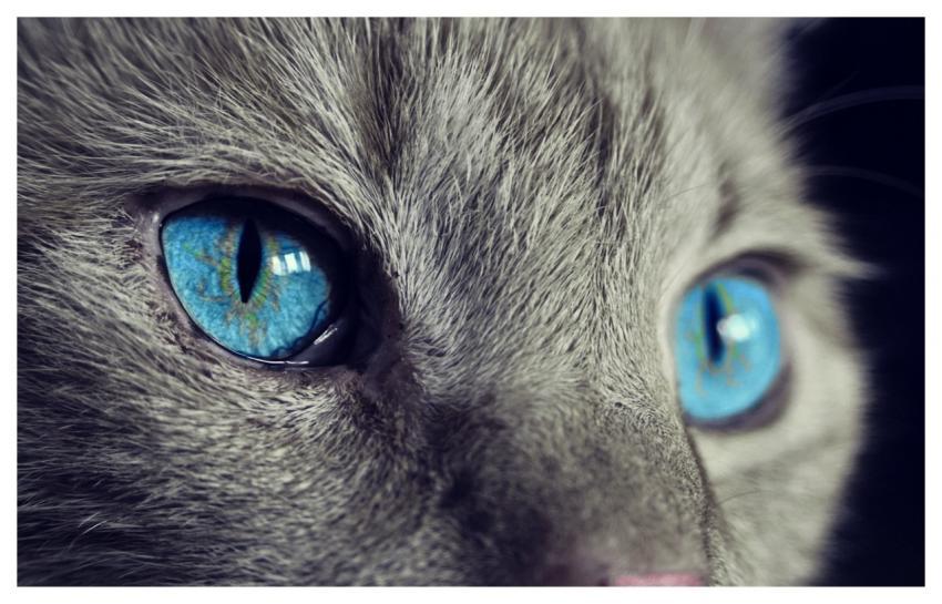Cat Cat's Eyes Blue Eyes Gray Cat