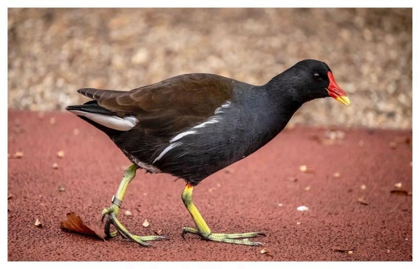 Moorhen Red Beak Bird Water Bird
