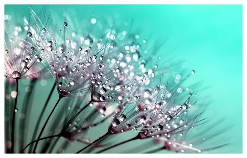 Dandelion Windows Wallpaper Seeds Cool Backgrounds