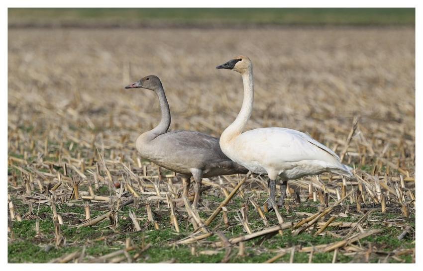 Swans Nature Animal Wildlife