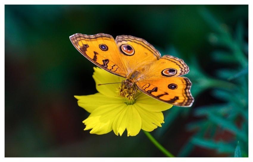 Butterfly Insect Beautiful Flowers Flower Backgrou