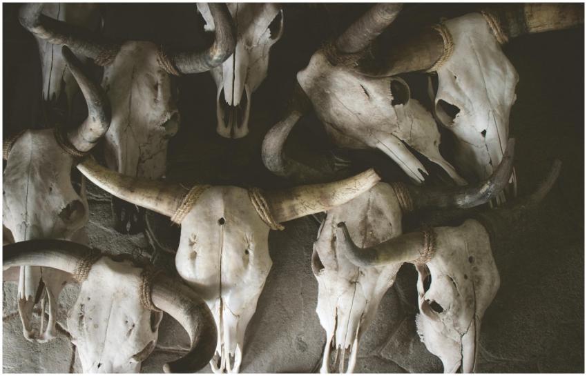 A chilling display of bull skulls with horns creat