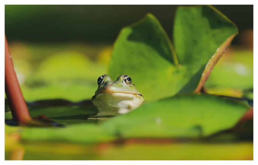 Frog Animal Pond Water