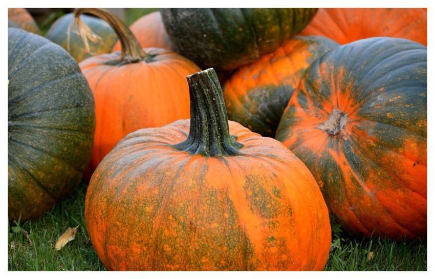 Pumpkins Fall Decoration Autumn Vegetables