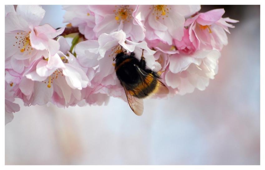 Bumblebee Insect Animal Wildlife