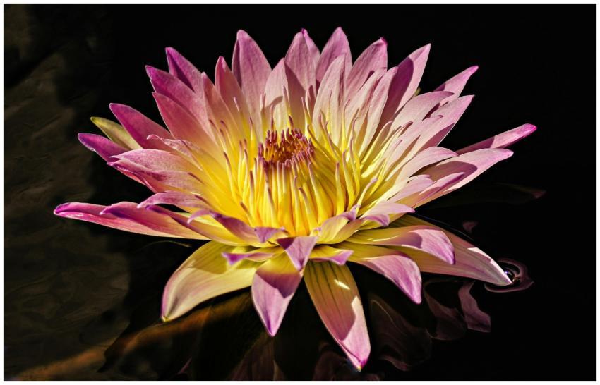 Vivid pink and yellow waterlily in full bloom on a