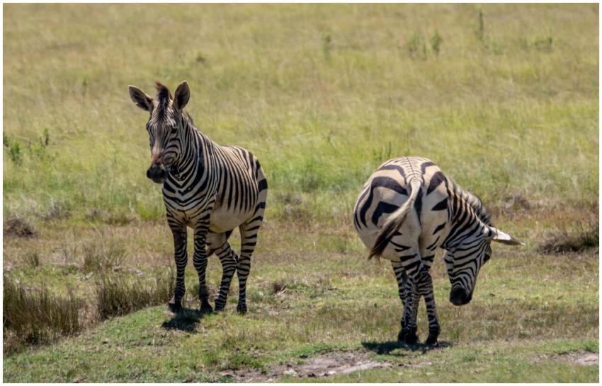 Two zebras grazing in a sunlit grass field, showca