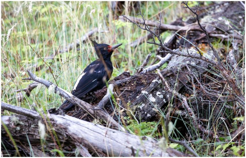 A Magellanic woodpecker perched on a fallen log in