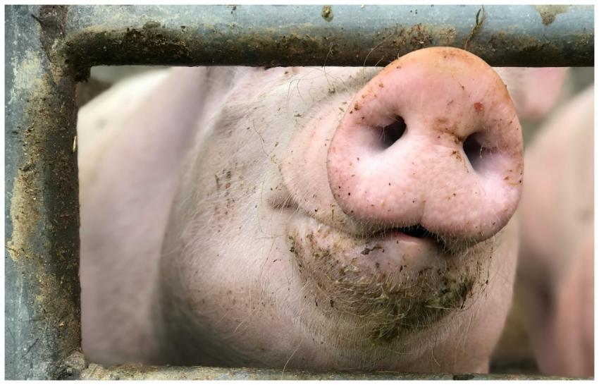 A close-up view of a pig's snout peeking through a