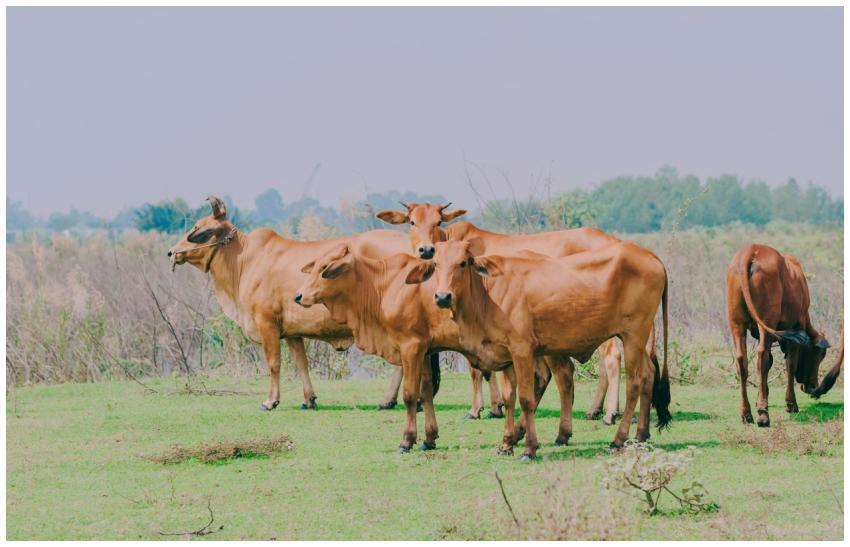 A peaceful herd of cattle grazing in a lush, open