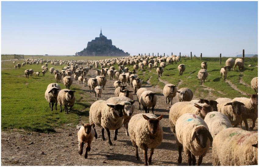 A large flock of sheep grazing near the iconic Mon