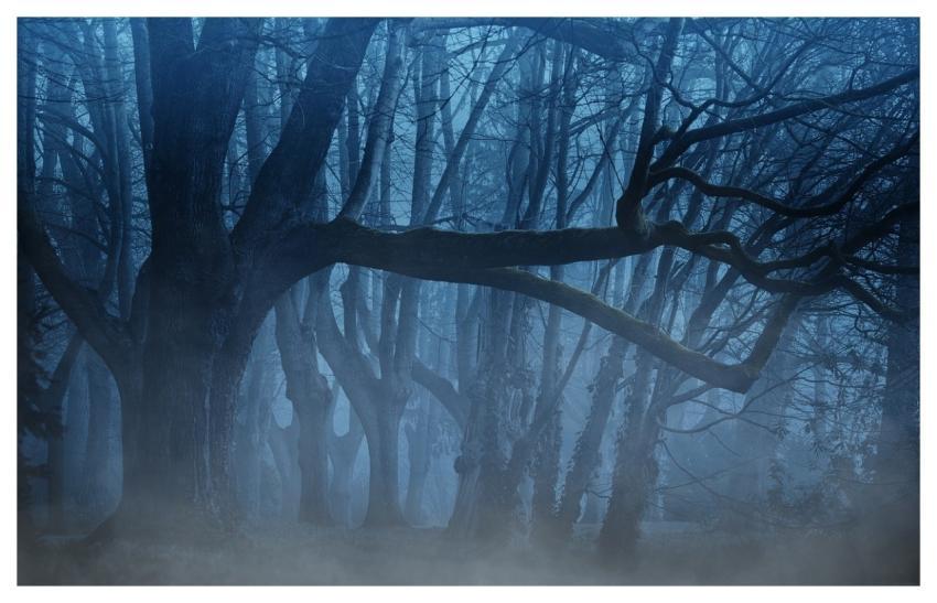 Forest Fog Nature Woods