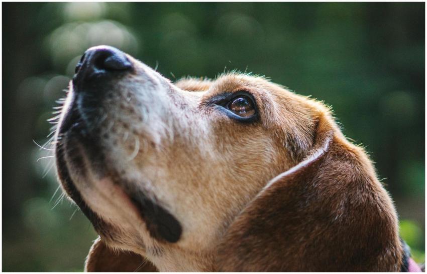 Charming beagle puppy portrait gazing with curiosi