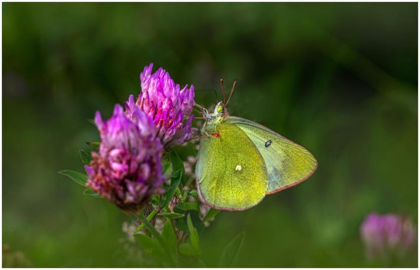 A vibrant clouded sulphur butterfly rests on a pin