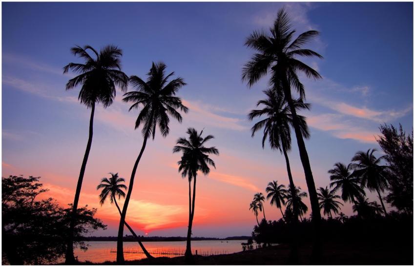Stunning tropical sunset with silhouetted palm tre