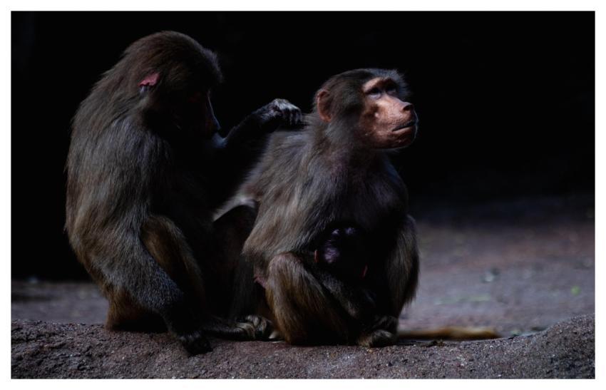 Baboons Monkeys Mammals Animal