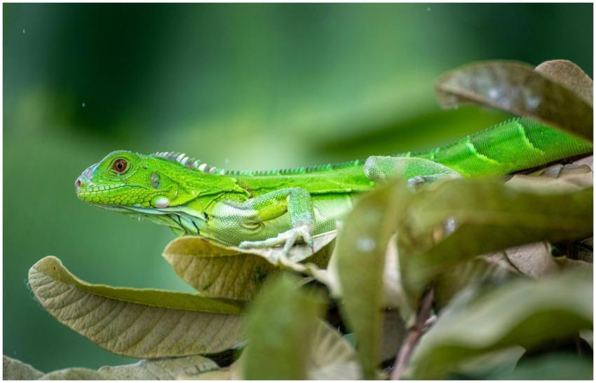 Close-up of a green iguana resting on leaves in Tr